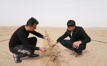In Xinjiang's desert, roses bloom to fight sand and boost livelihoods