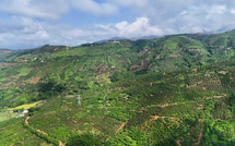 Early-season mangoes drive income growth, green development in Yuanjiang in SW China