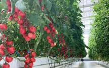 China's greenhouse technology goes global, benefiting farmers worldwide