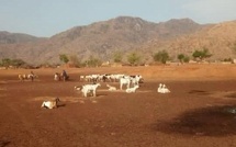 Tchad : vol de bétail à Andé (Guéra), une mobilisation exemplaire permet la récupération des animaux