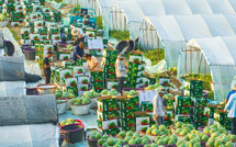 How China maintains year-round watermelon supply