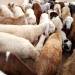 Des moutons en vente au marché de bétail d'Abeche