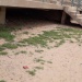 Tchad : stade municipal d'Abéché (Ouaddaï)