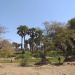 Kerfi arbres forêt SIla Tchad