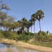 Kerfi arbres forêt SIla Tchad