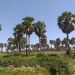 Kerfi arbres forêt SIla Tchad