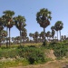 Kerfi arbres forêt SIla Tchad