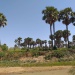 Kerfi arbres forêt SIla Tchad