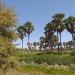 Kerfi arbres forêt SIla Tchad