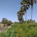 Kerfi arbres forêt SIla Tchad