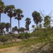 Kerfi arbres forêt SIla Tchad