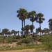 Kerfi arbres forêt SIla Tchad