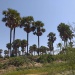 Kerfi arbres forêt SIla Tchad
