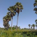 Kerfi arbres forêt SIla Tchad