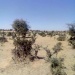 Armée militaire soldats paysage Abéché
