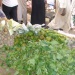 Marché Massakory Hadjer Lamis
