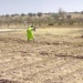 Culture maraichère Abéché Ouaddaï
