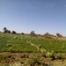 Culture maraichère Abéché Ouaddaï