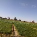Culture maraichère Abéché Ouaddaï