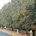 Arbres fruits mangues Moundou