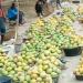 Mangues Moundou vente fruits commerce