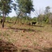 Mayo Kebbi Ouest forêt MKO