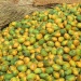 Marché mangue 7ème arrondissement N'Djamena