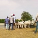 Vente moutons Dembé