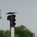 Feu tricolore signalisation
