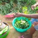 Manioc