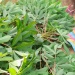 Manioc