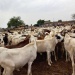 Moutons