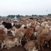 Moutons