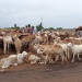 Moutons