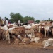 Moutons
