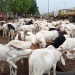 Moutons