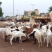 Moutons
