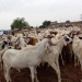 Moutons