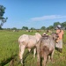 Agriculture