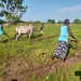 Agriculture