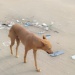 Chien