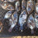 Poissons