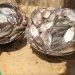 Poissons