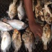 Poissons