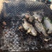 Poissons