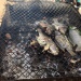 Poissons